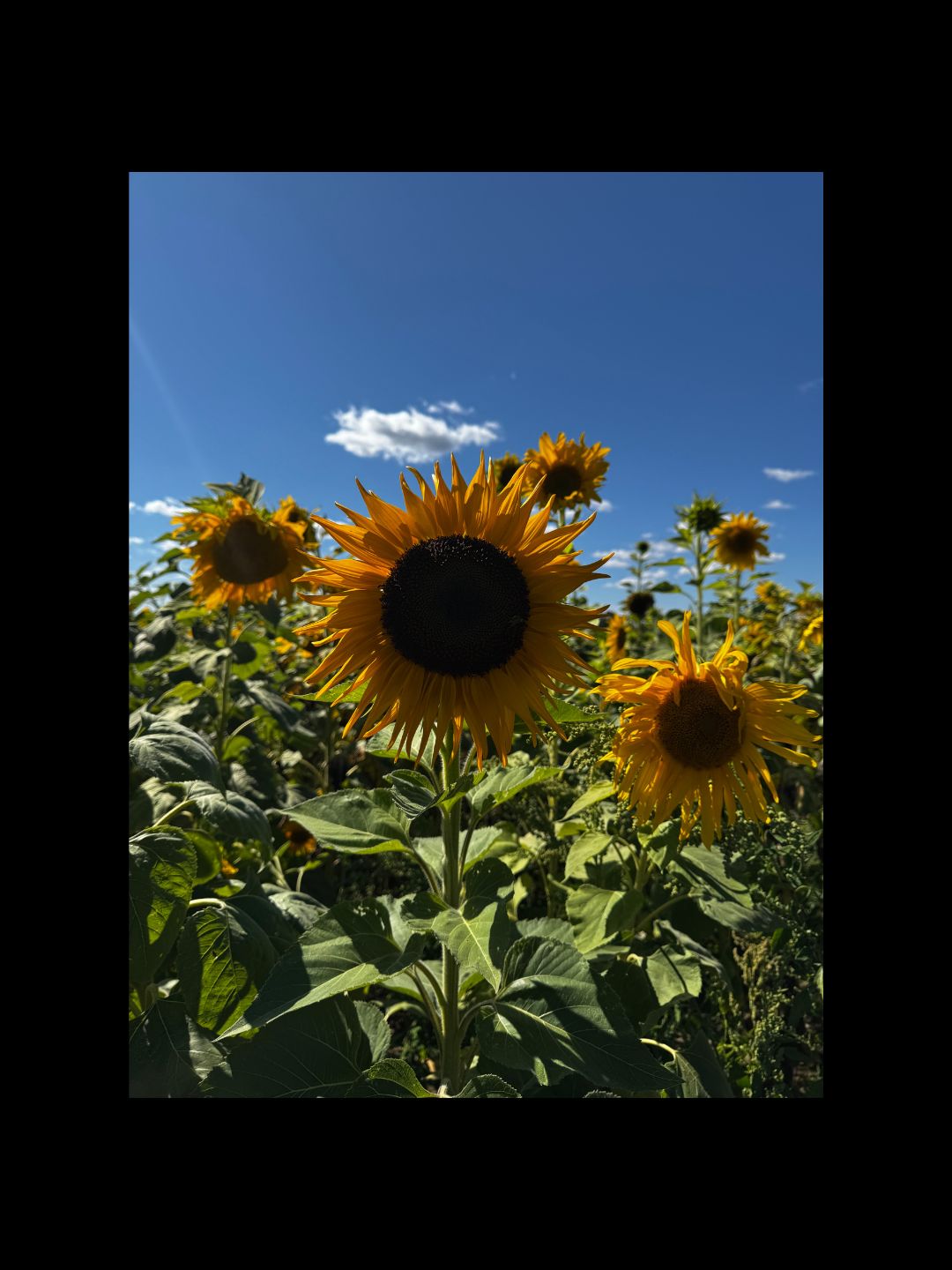 Sunflowers